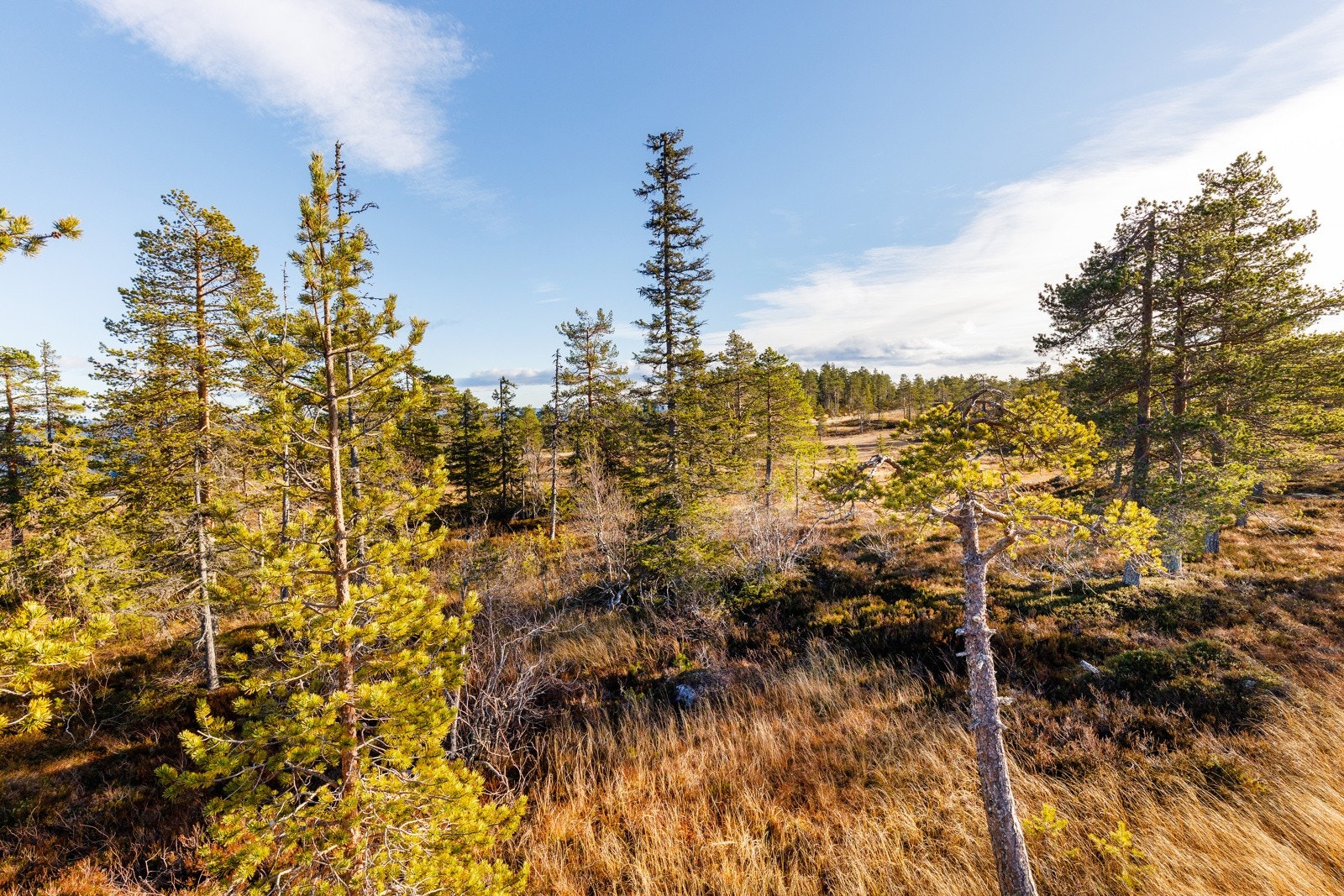 Vikerfjell er fabelaktig for den aktive og friluftsinteresserte. Galleribilde