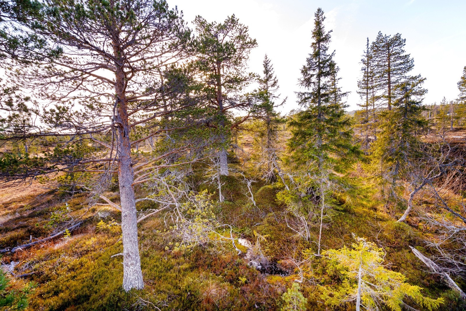 Tomten ligger for seg selv. Galleribilde