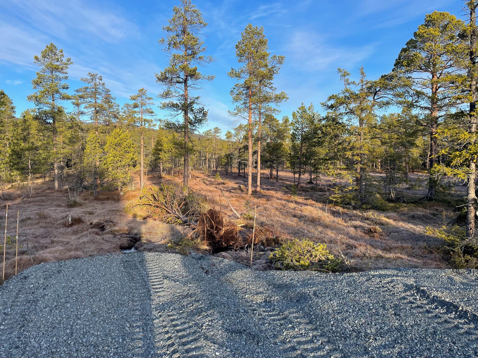Langklopp Fjellgrend Galleribilde