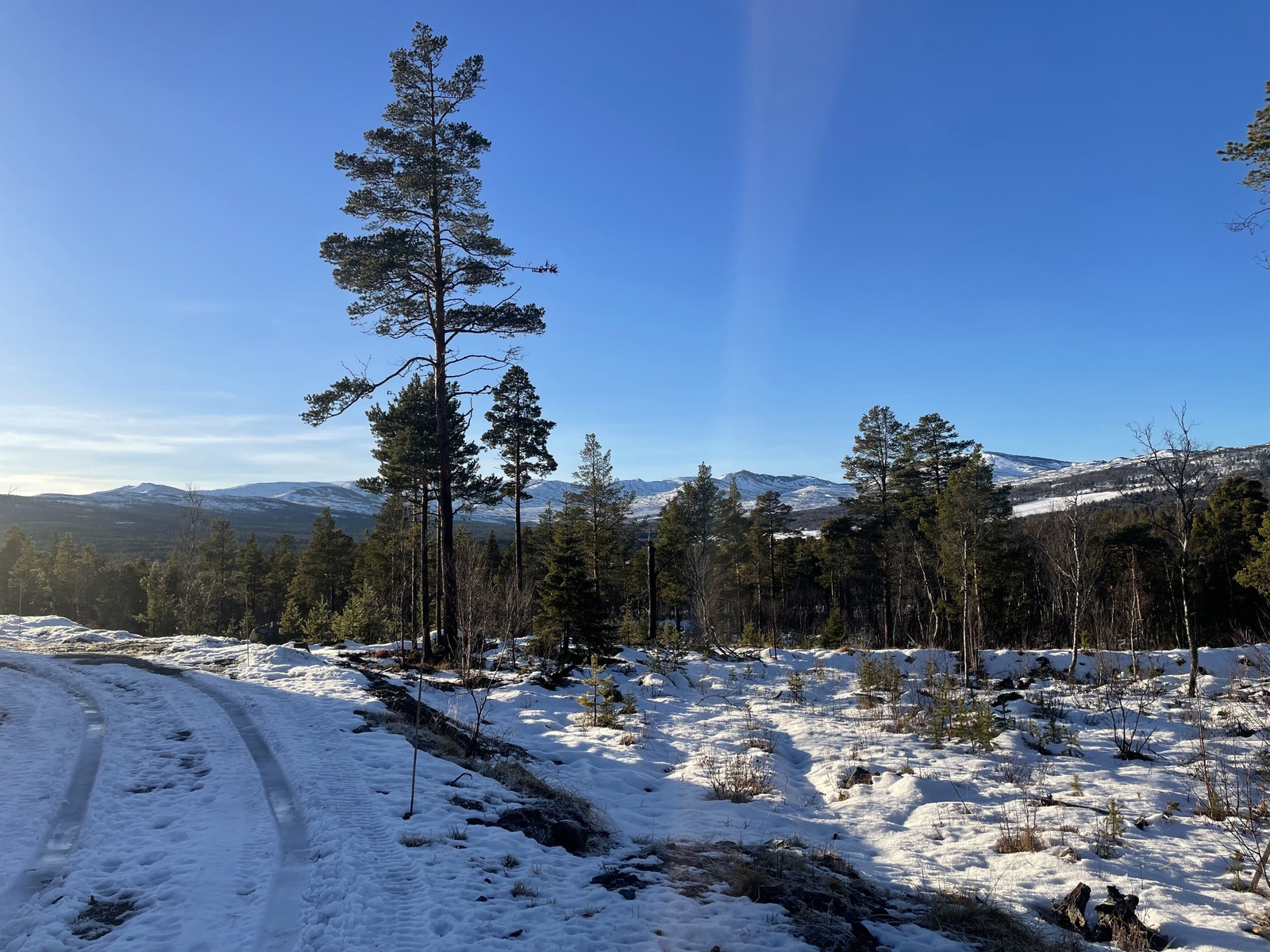 Åsen Hyttegrend Galleribilde