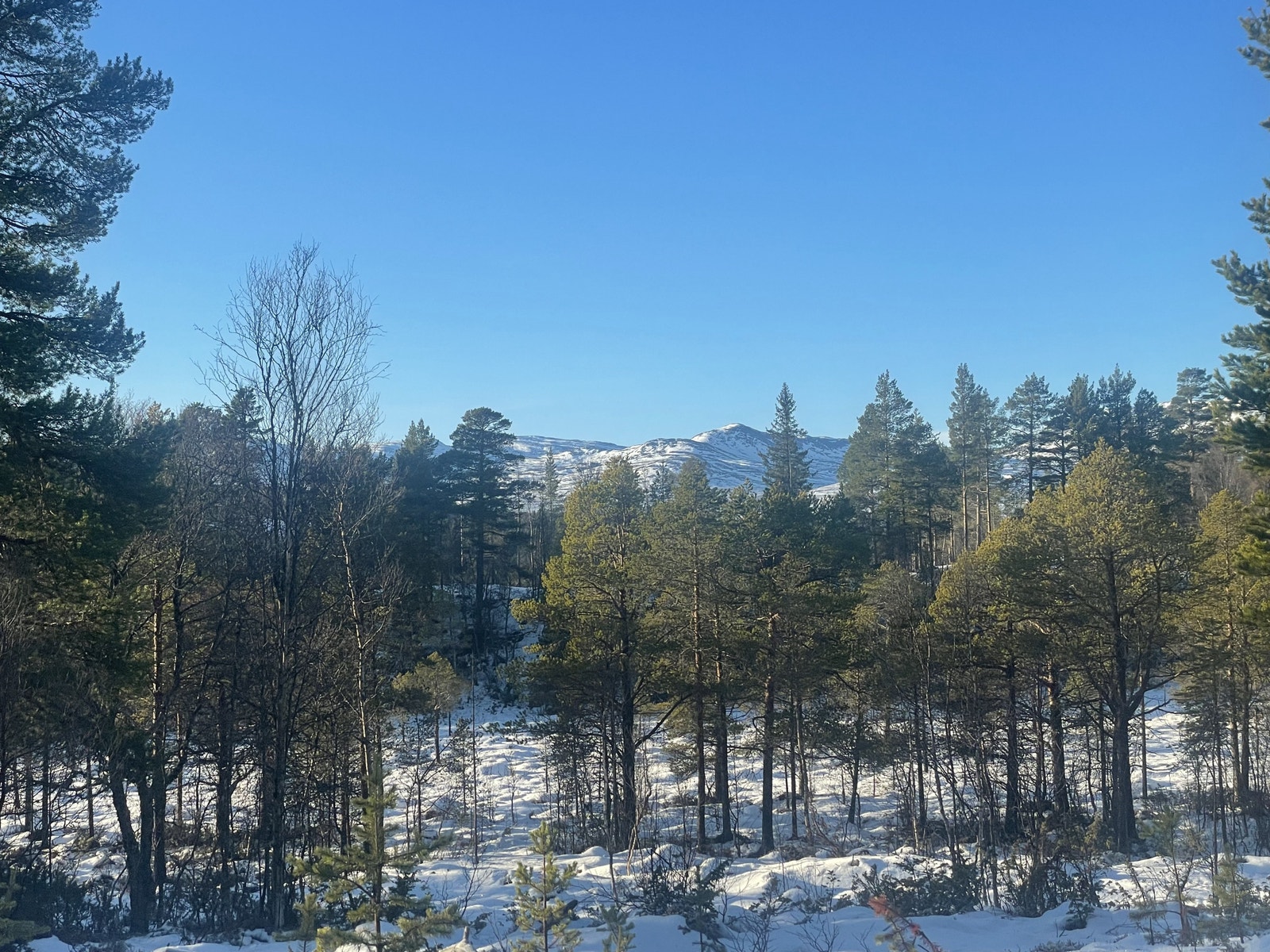 Hæverstølåsen Hyttefelt Galleribilde
