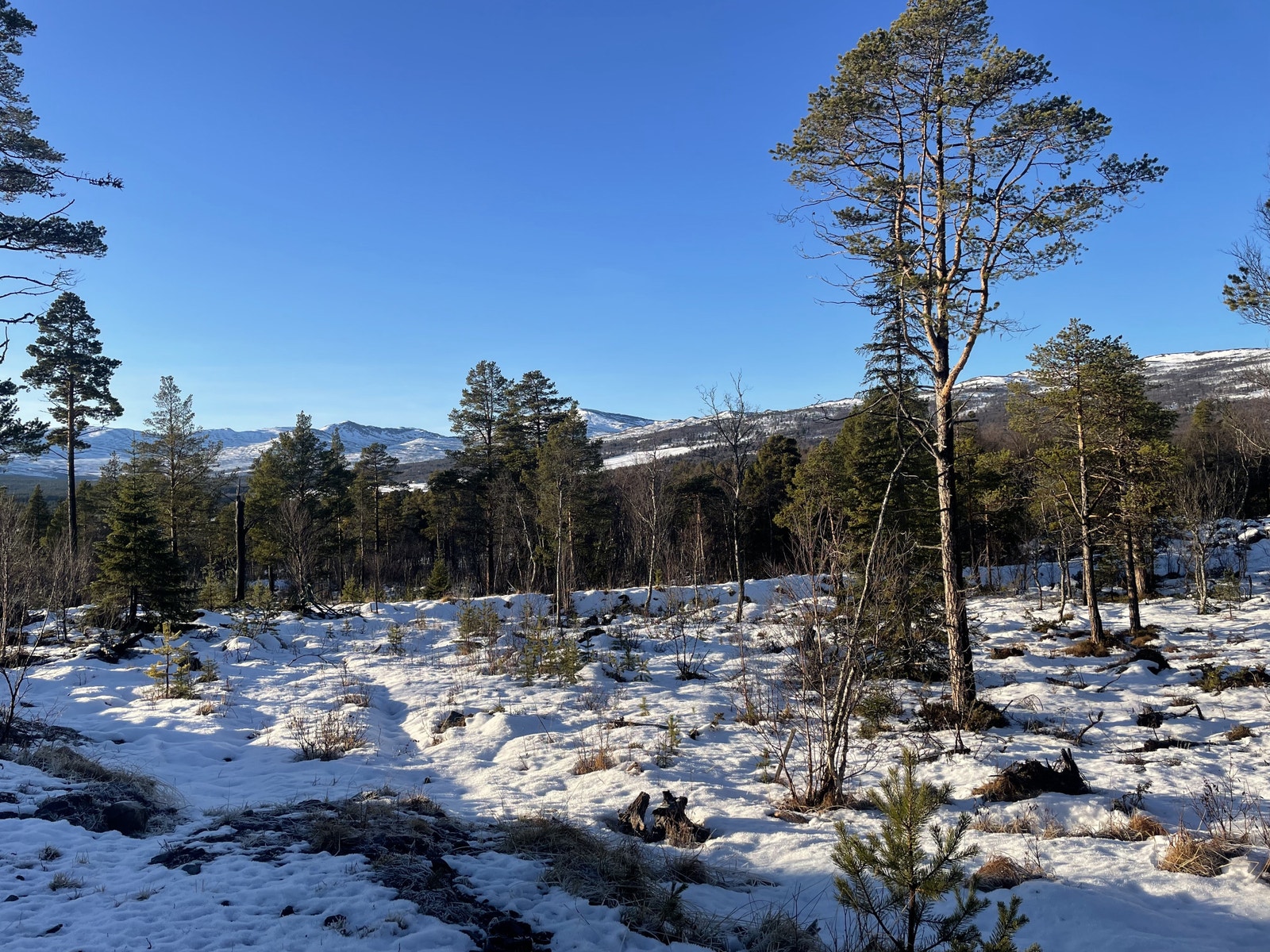 Åsen Hyttegrend Galleribilde