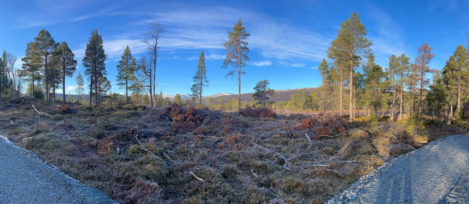Langklopp Fjellgrend Galleribilde