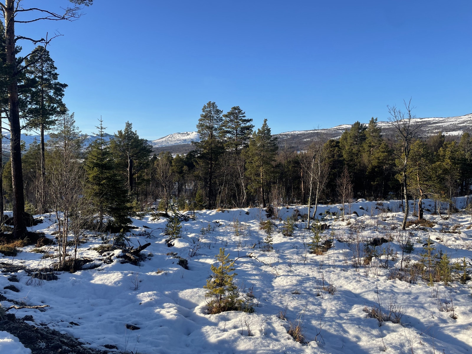 Åsen Hyttegrend Galleribilde