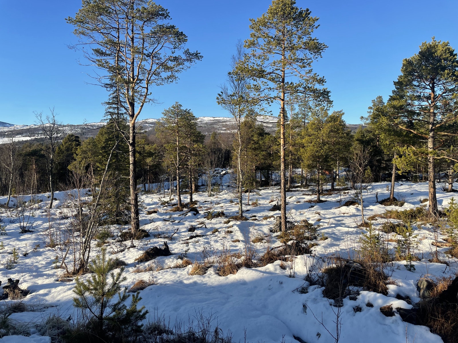 Åsen Hyttegrend Galleribilde