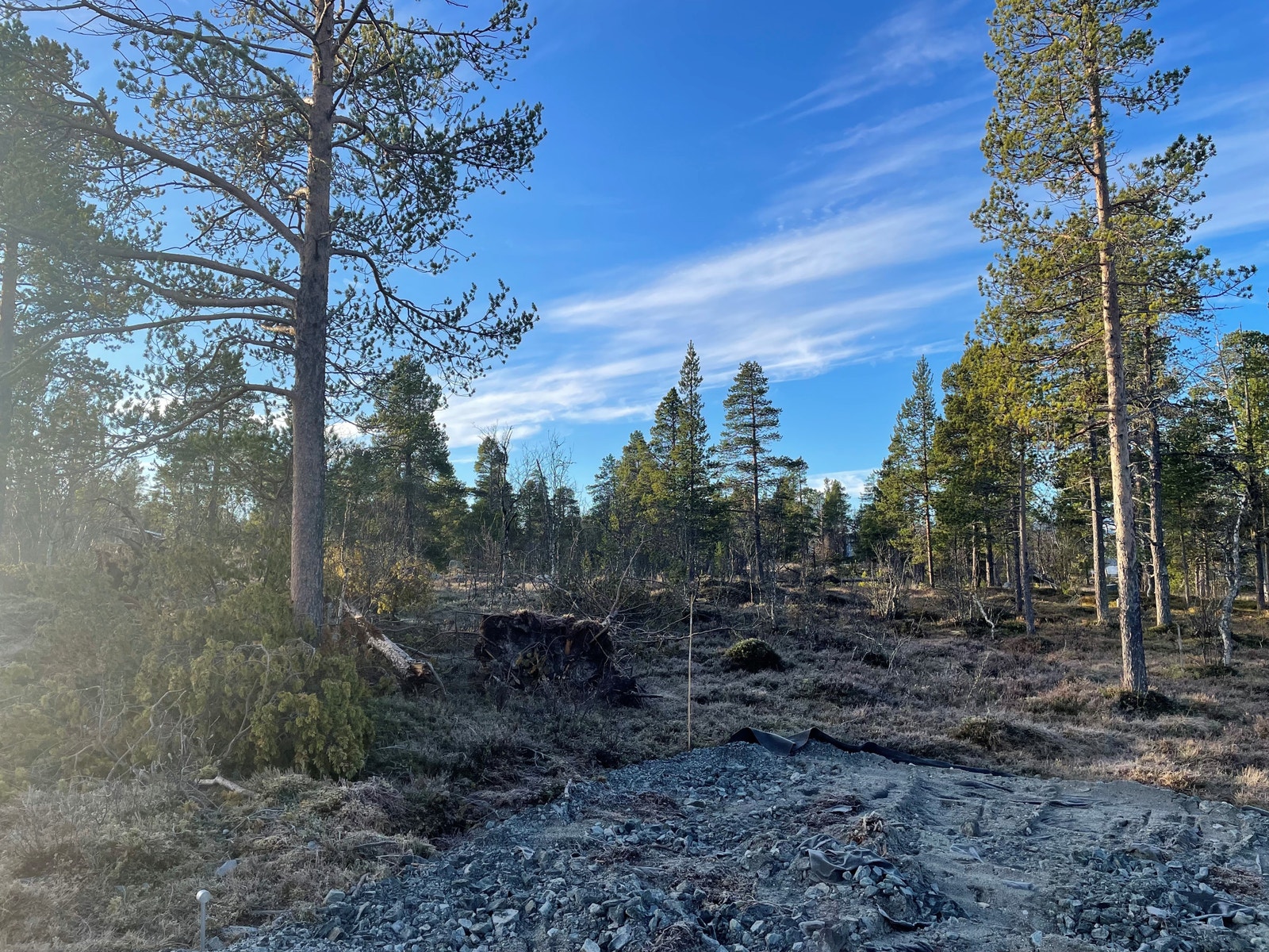Langklopp Fjellgrend Galleribilde