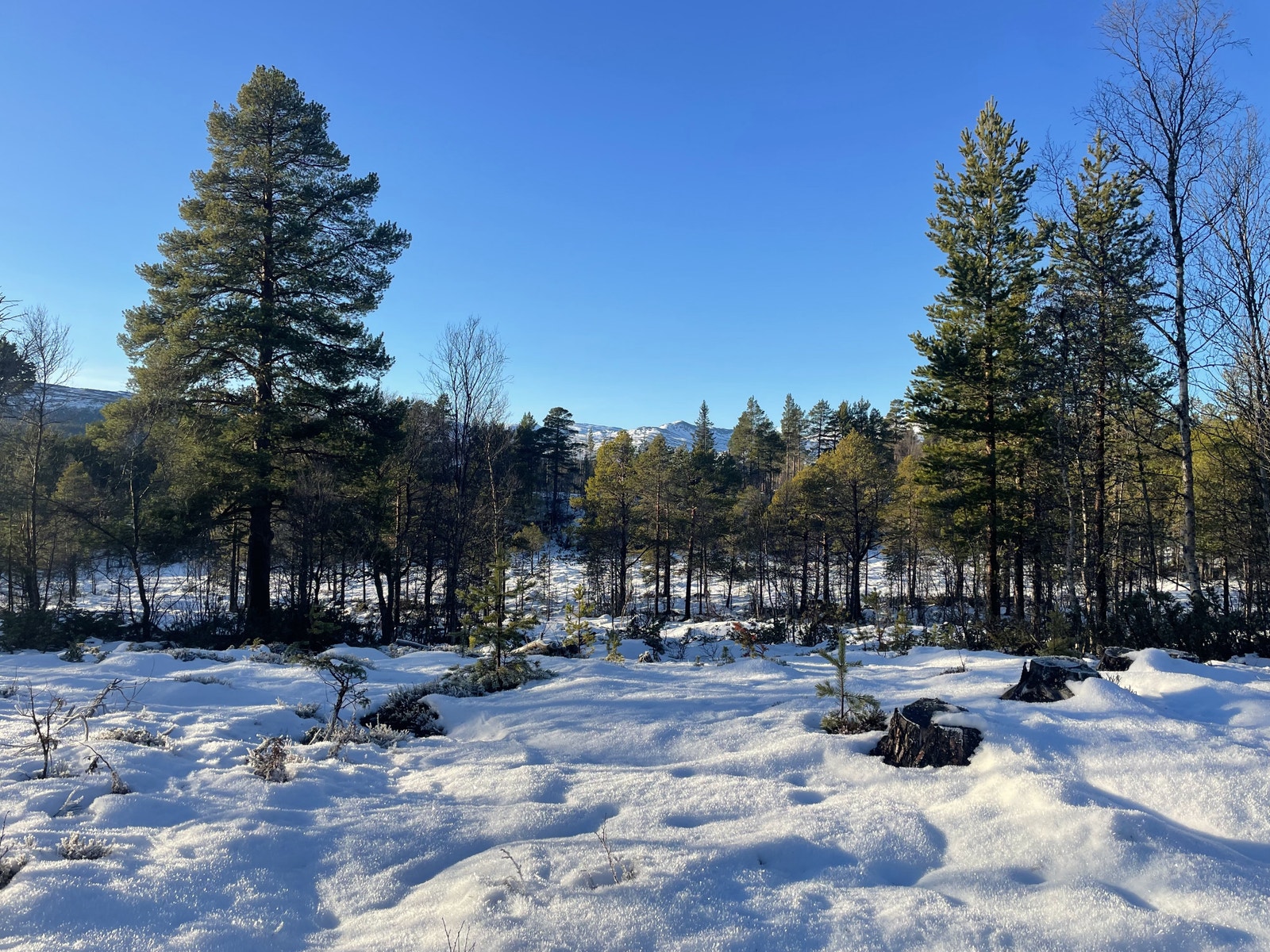 Hæverstølåsen Hyttefelt Galleribilde