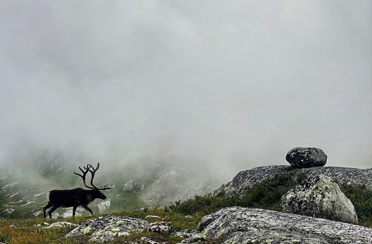 Rikt dyreliv Galleribilde