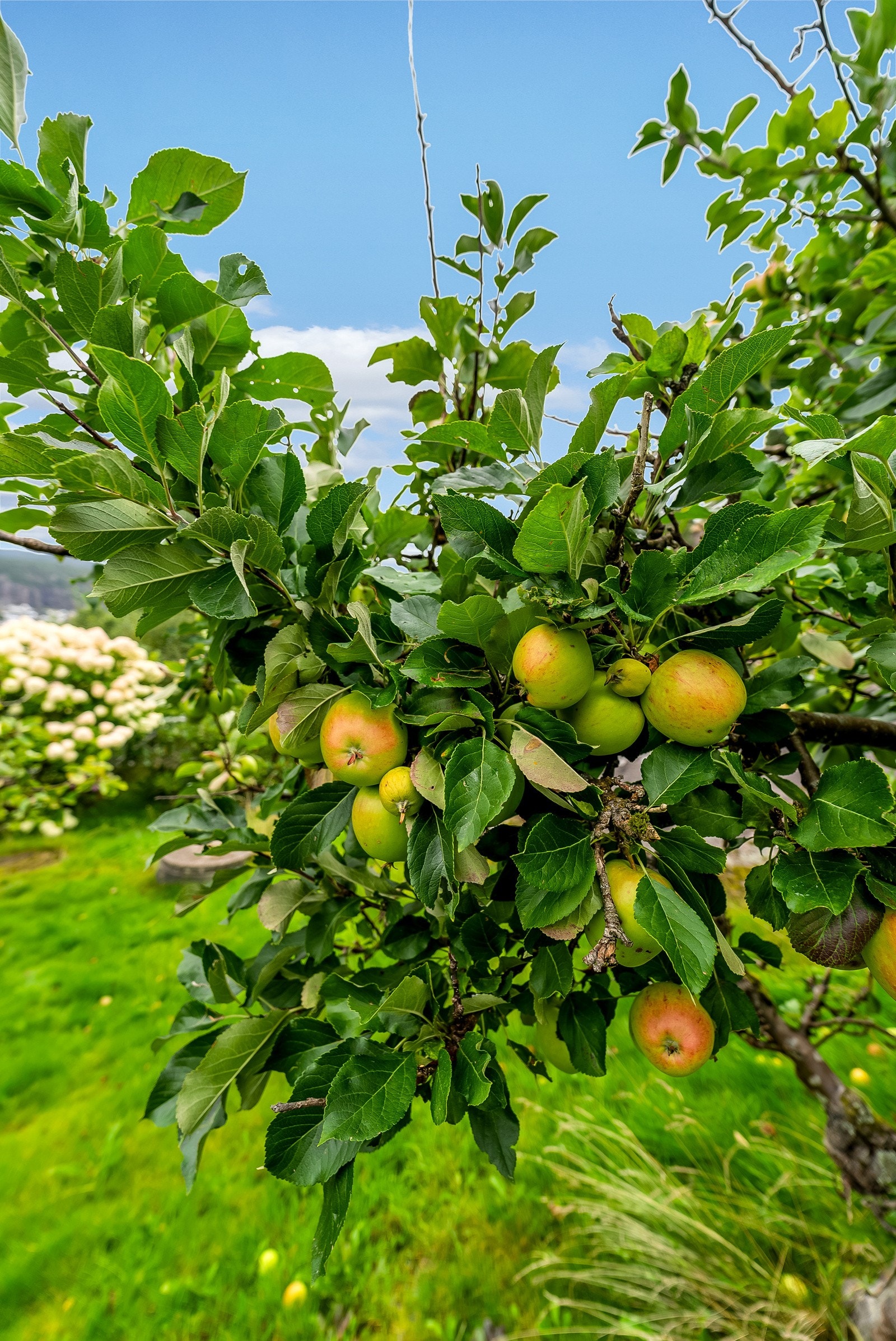 Plukk gjerne egen frukt direkte fra hagen! Galleribilde