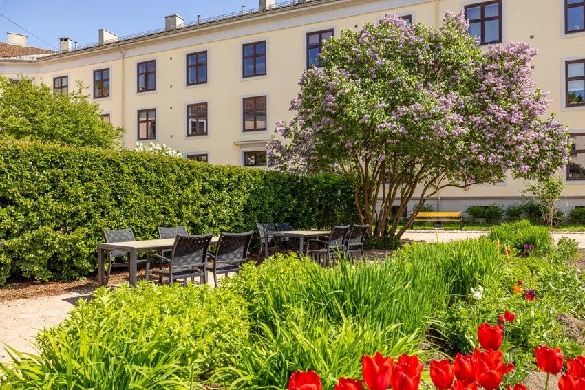 Bakgården på sommerstid. Galleribilde