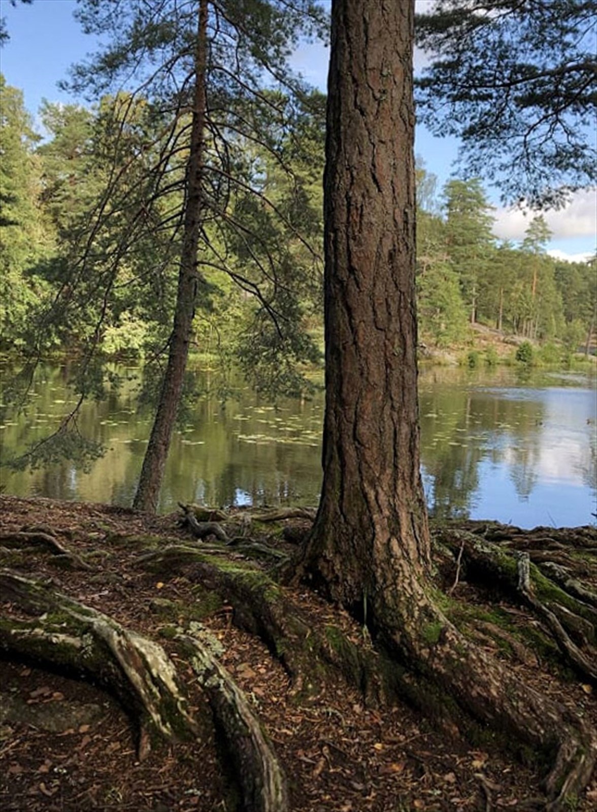 Marka ligger like ved boligen din! Østmarka har uante turmuligheter å by på, sommer som vinter. Galleribilde