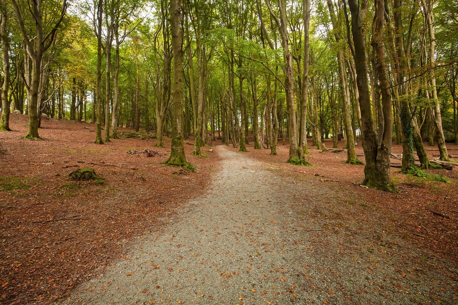 For den turglade har man flotte tur- og friområder ved Vålandsskogen og Mosvannet Galleribilde