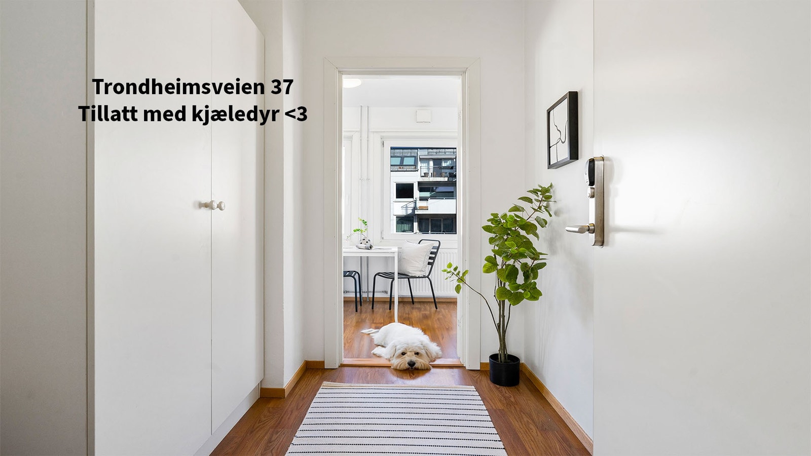I Trondheimsveien 37 har vi mange ulike boliger i forskjellige størrelser- men best av ALT: Det er tillatt med husdyr på studentboligen! Vi er første som tilbyr dette i Oslo, BTW. Galleribilde