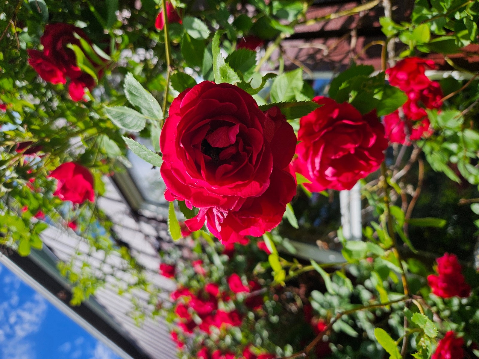 Bilder tatt av hagen ( selger) Galleribilde