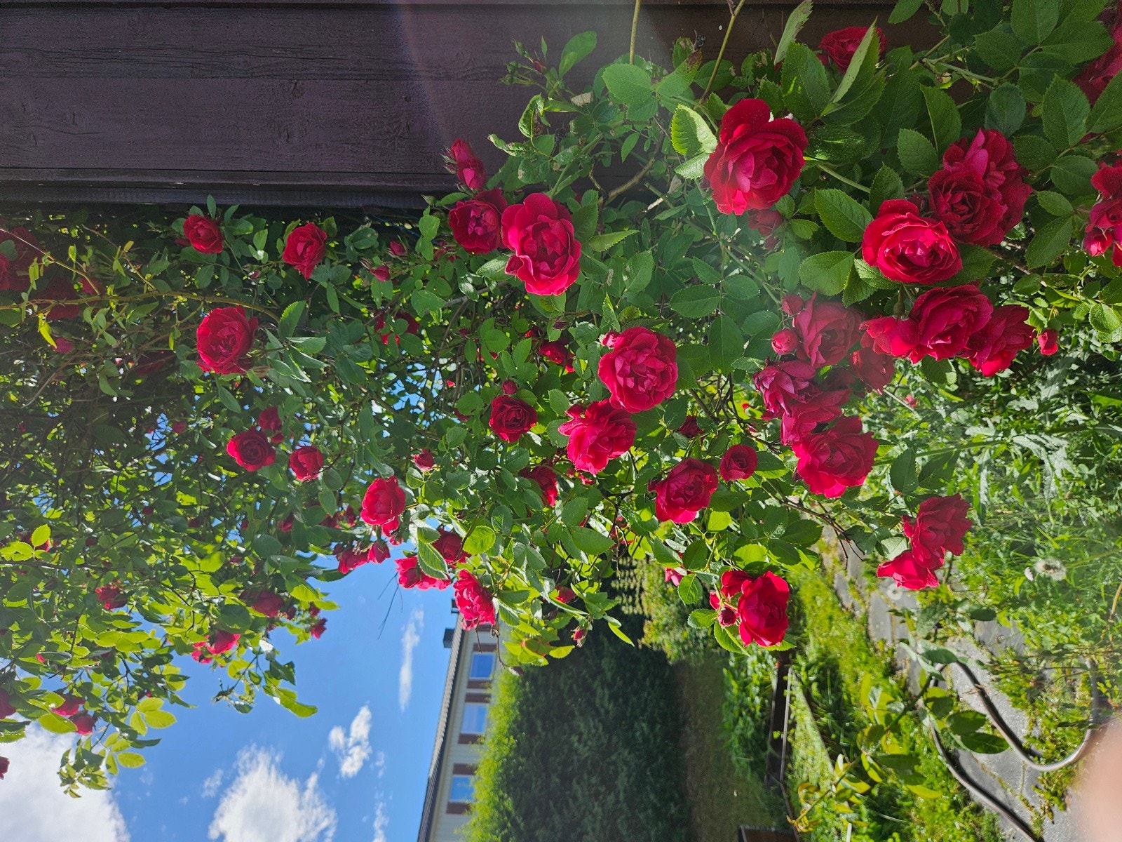 Bilder tatt av hagen ( selger) Galleribilde