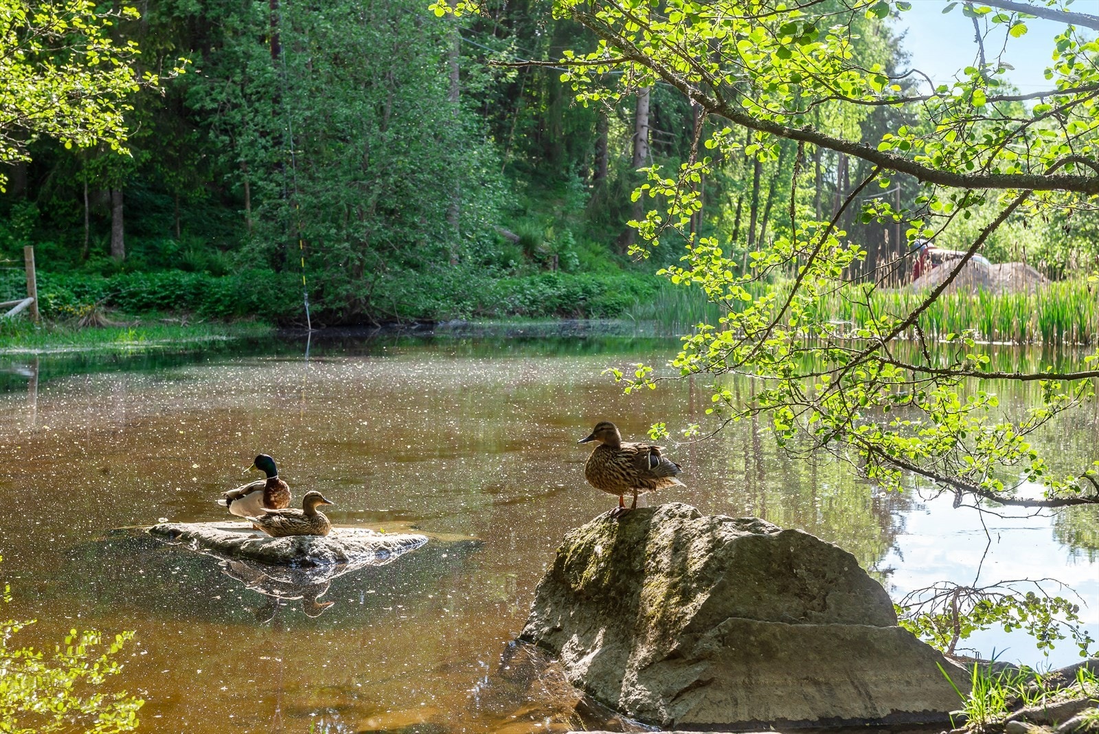 Området er godt dekket av flotte grøntareal og turmuligheter. Galleribilde