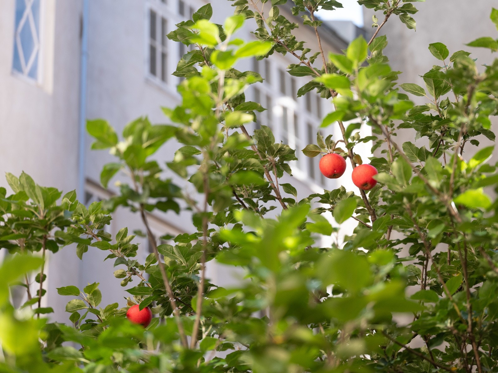 Epletre i hagen. Galleribilde