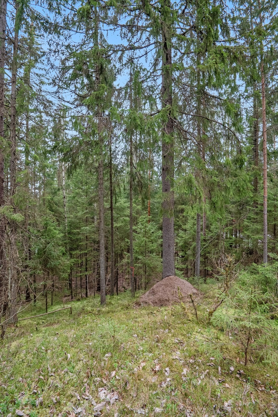 Her kan du høre fuglene kvitre og roen kan senke seg. Galleribilde