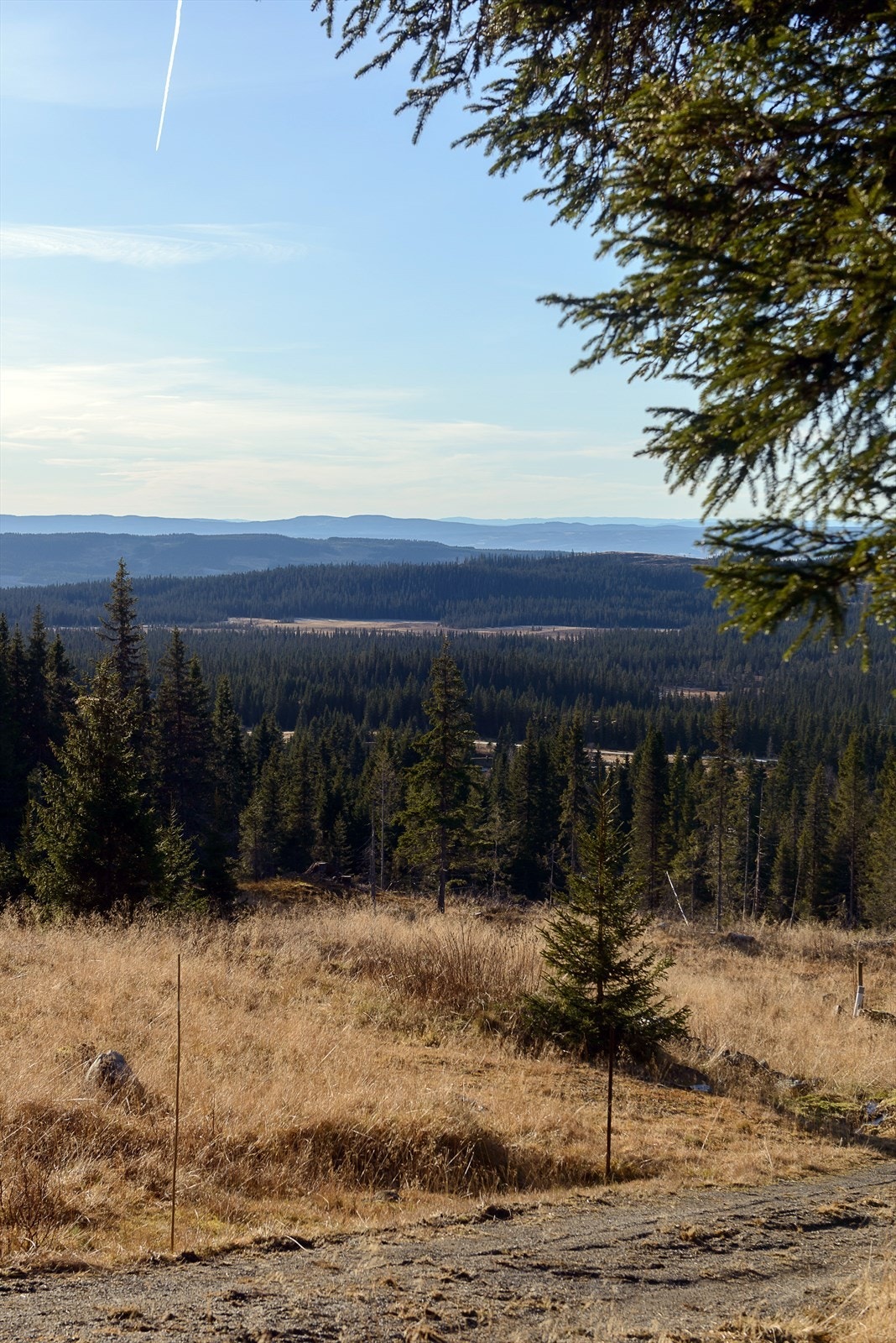 Adkomstvei ned til tomta med etablert avkjørsel fra felles, intern vei. Galleribilde