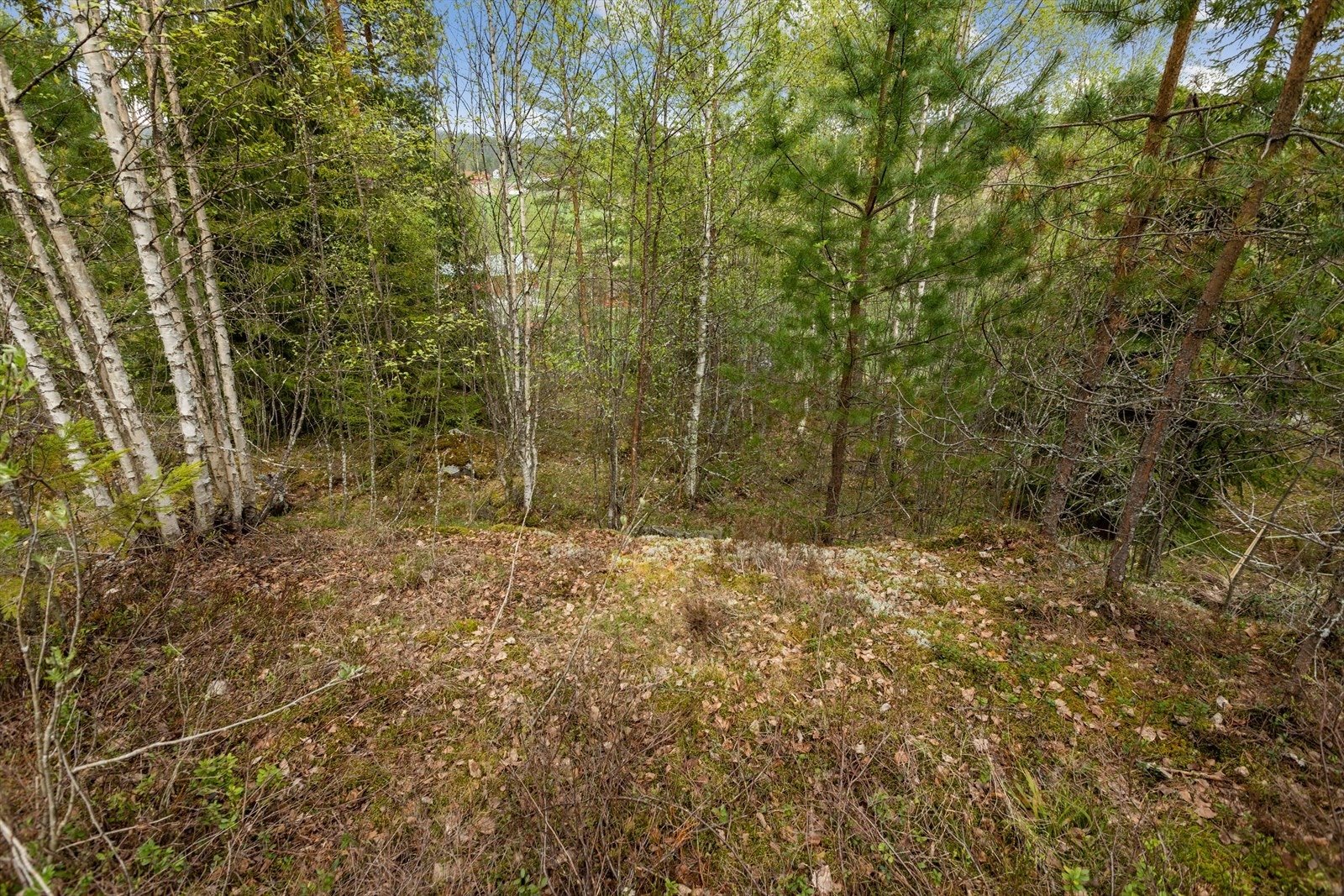 Skrånende naturtomt. Galleribilde