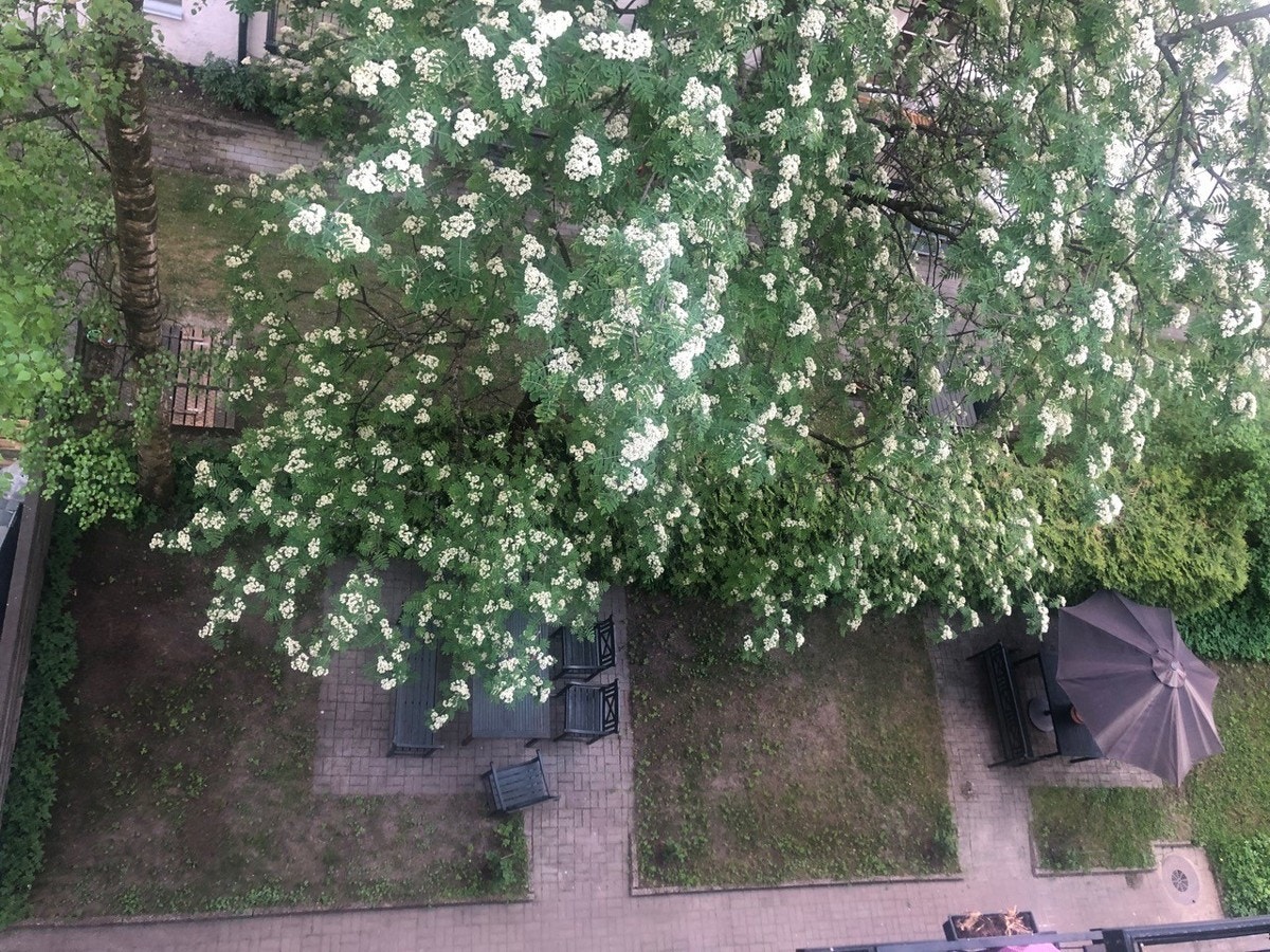 Frodig og grønn opparbeidet bakgårds-oase, med to store flotte trær. Selgers kamerarull Galleribilde