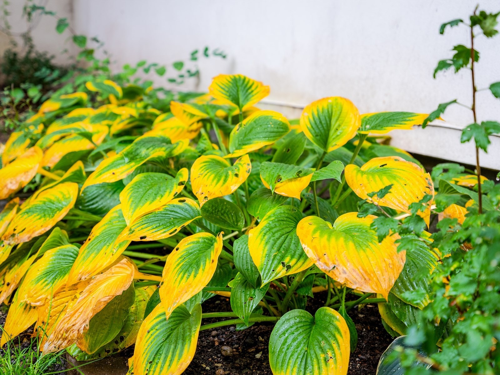 Hvordan er naboene? Selger: "Aldri hatt så god kontakt med naboene noe annet sted jeg har bodd. Vennlige og hjelpsomme. Ikke noe problem å mangle ett egg el." Galleribilde