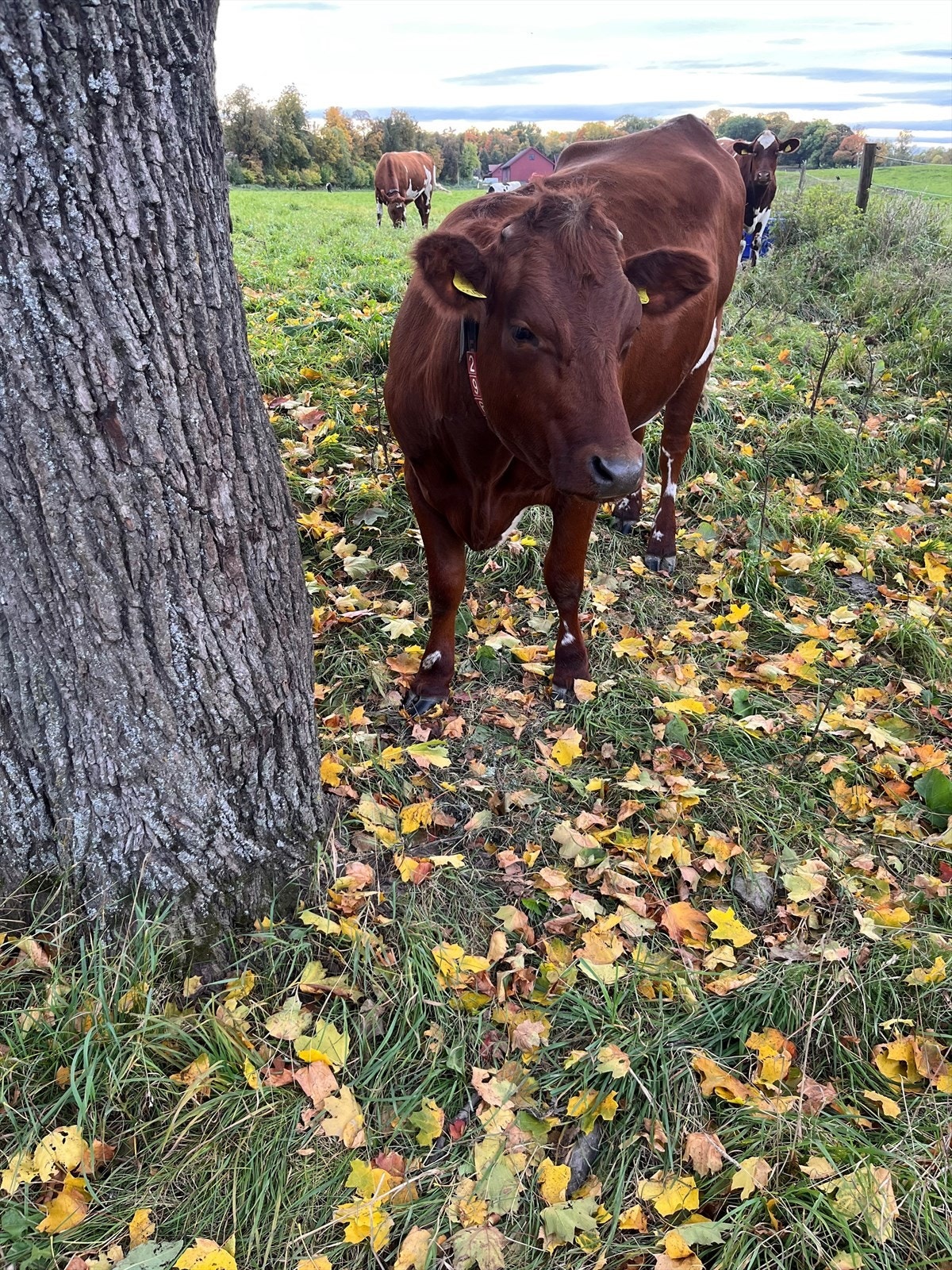 Kongsgården ligger i umiddelbar adkomst - Her kan man blant annet se det populære kuslippet hver vår! Galleribilde
