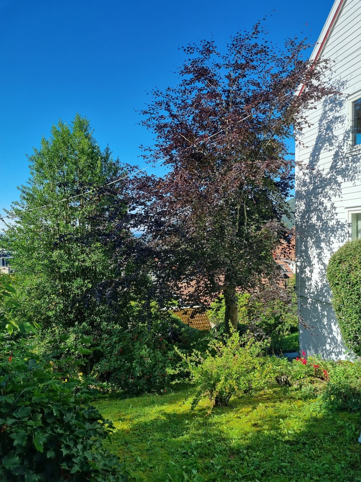 Uteområde Galleribilde