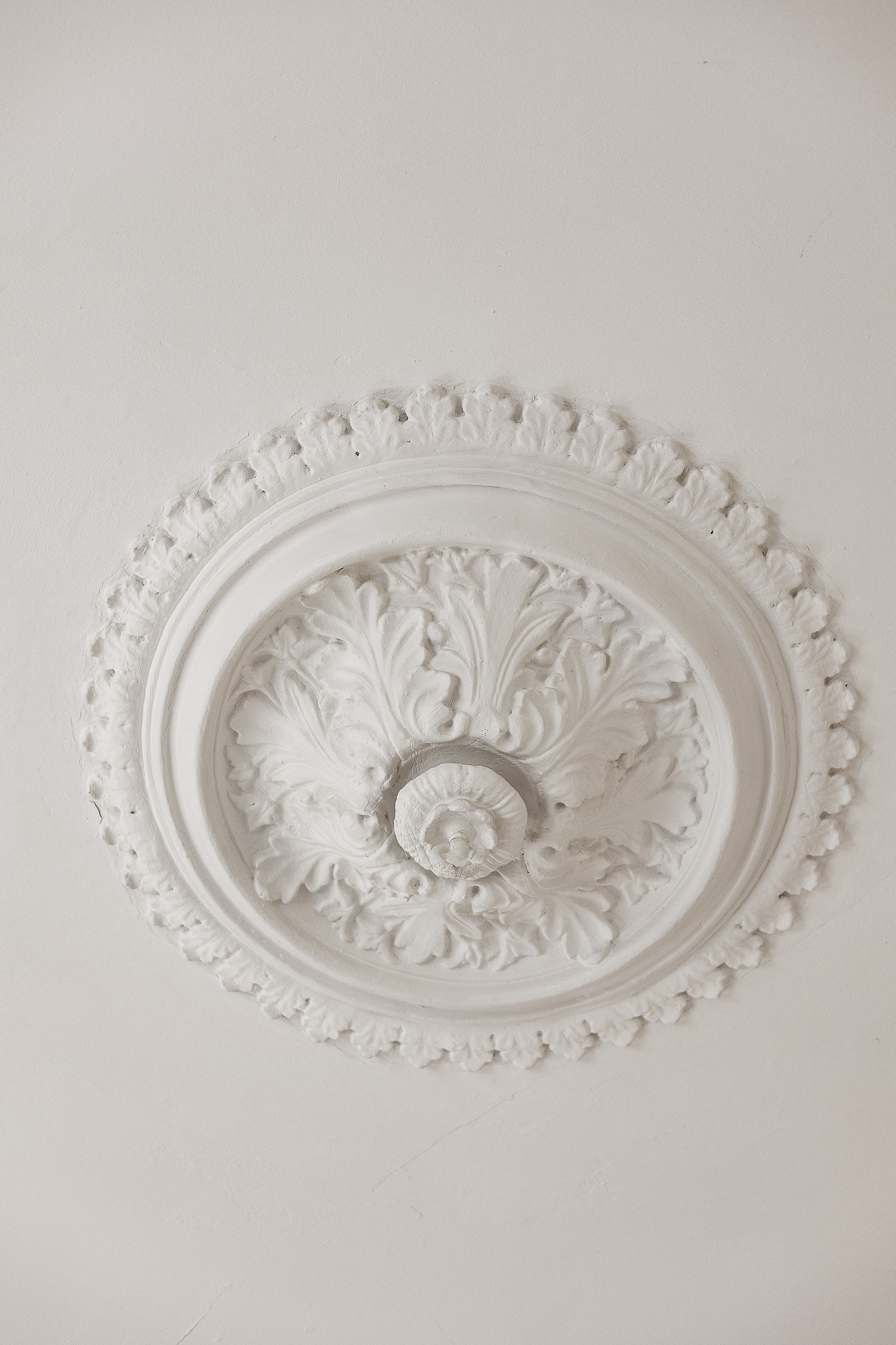 Nydelig rosett. Galleribilde