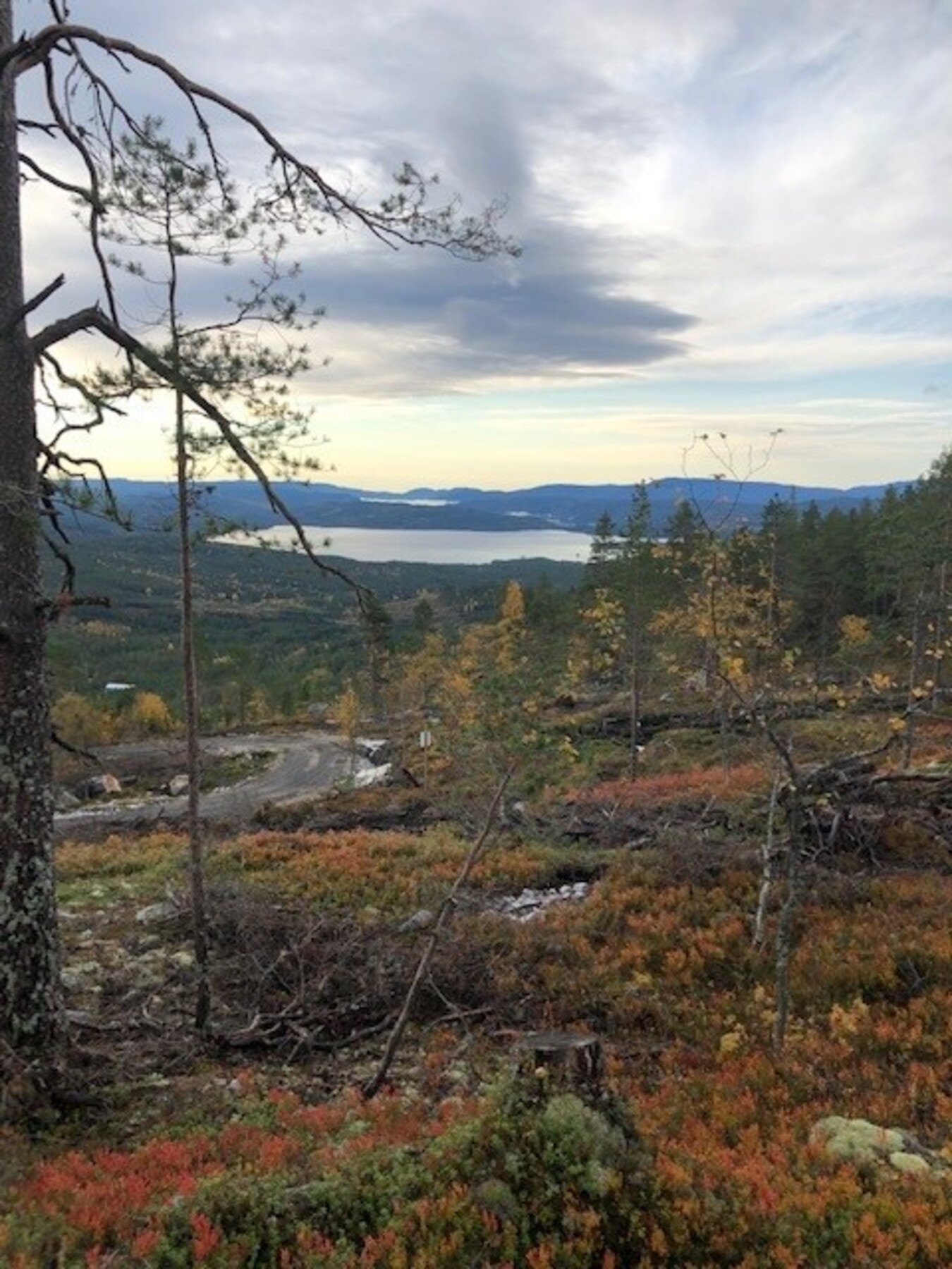 Foto fra tomteområdet Galleribilde