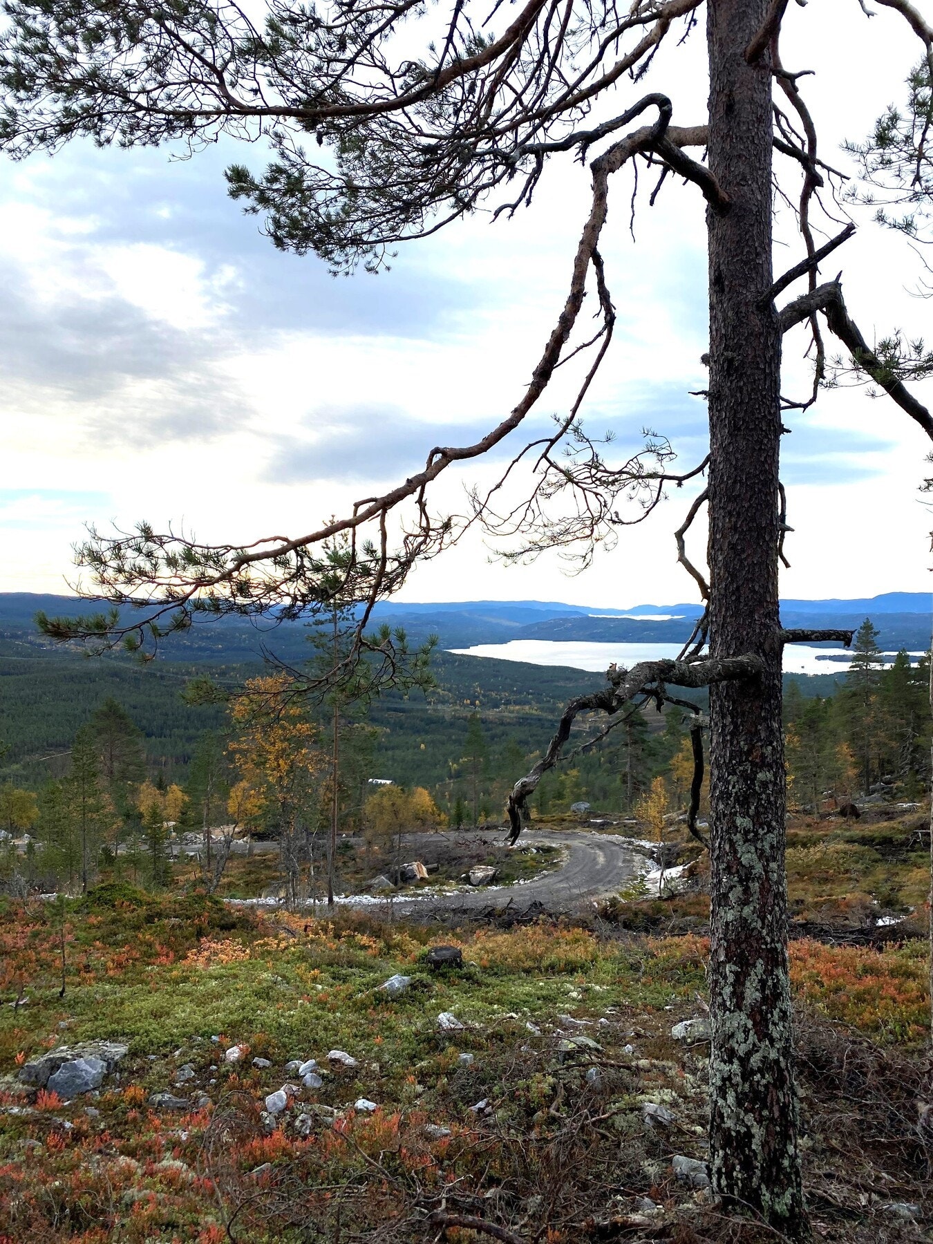 Foto fra tomteområdet Galleribilde