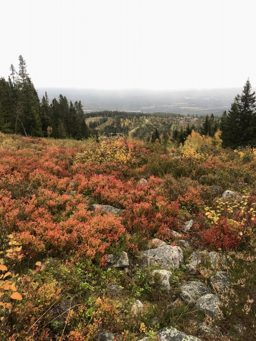 Høstbilde mot skianlegget. Galleribilde