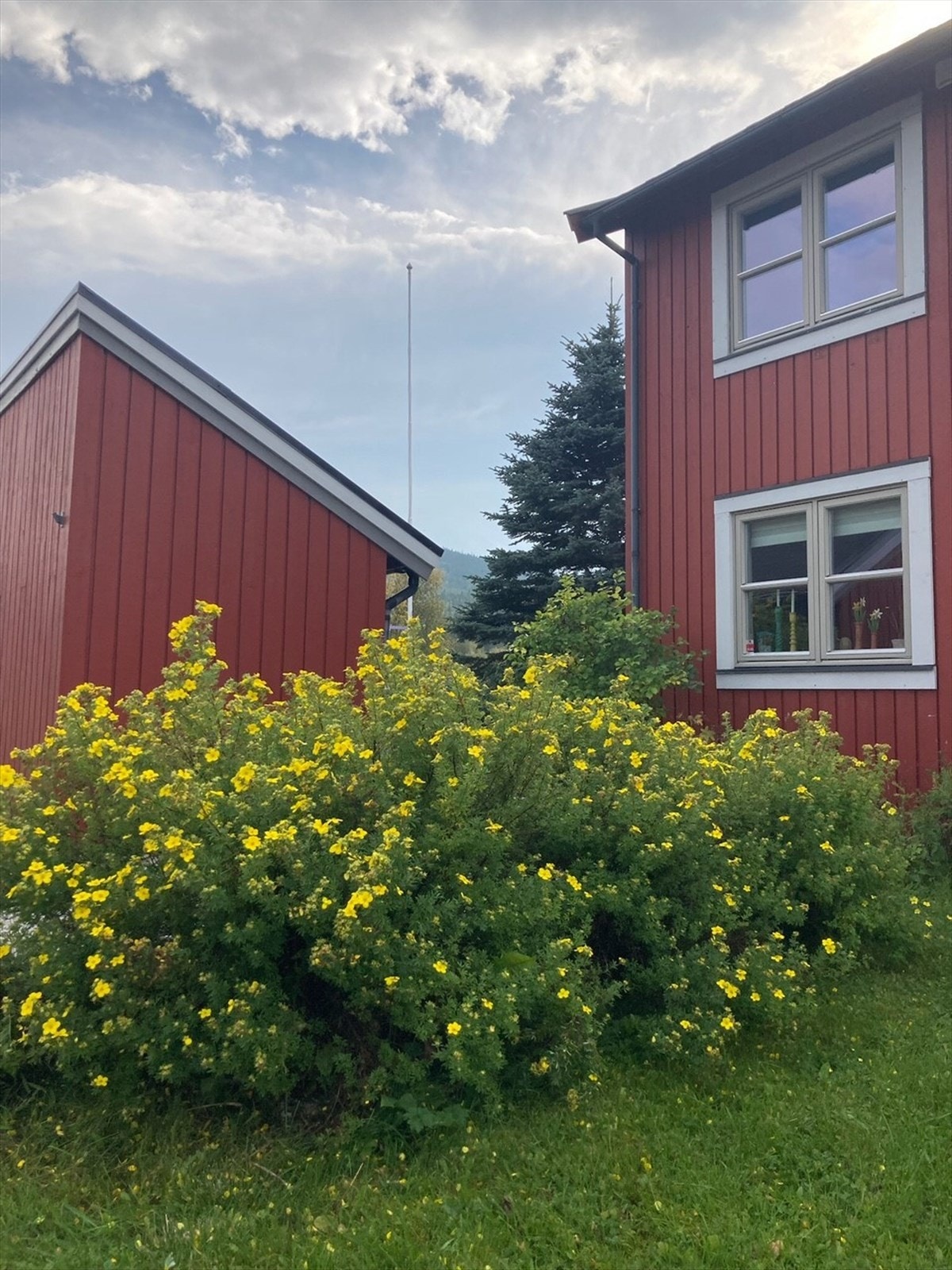 Privat bilde: Fin blomstring rundt boligen sommerstid. Galleribilde