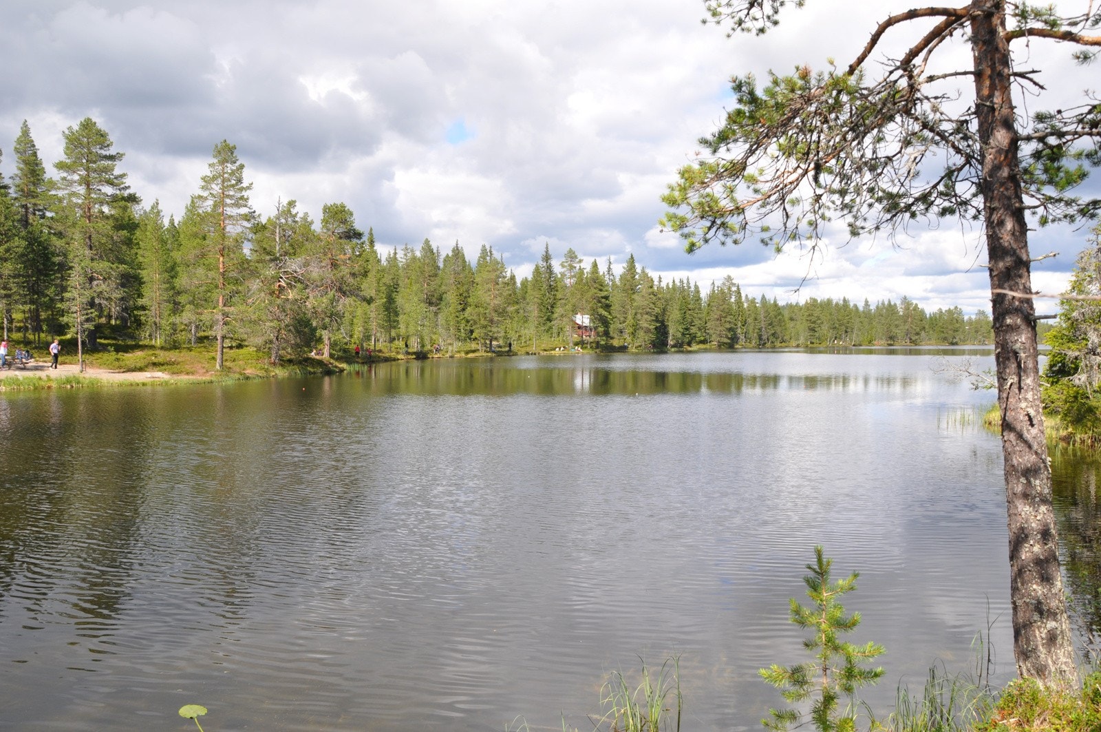 Idylliske Granåstjernet. Galleribilde