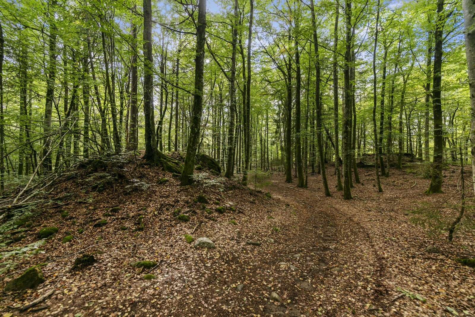 Flotte tur og rekreasjonsmuligheter i nærheten med blant annet Adalstjernet naturreservat. Galleribilde