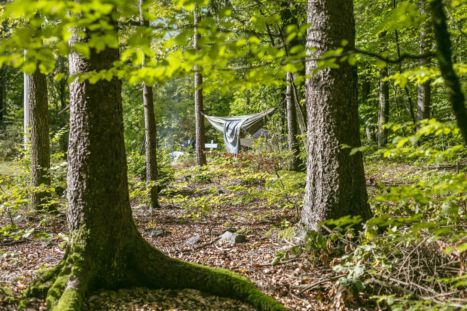 Her finner man fine turstier, og en nydelig bøkeskog. Galleribilde
