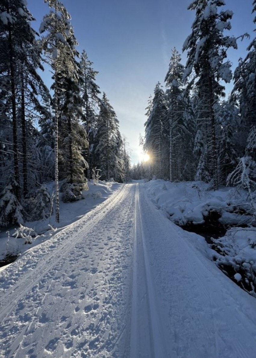 Nordmarka med ren snø og vakker natur. Galleribilde
