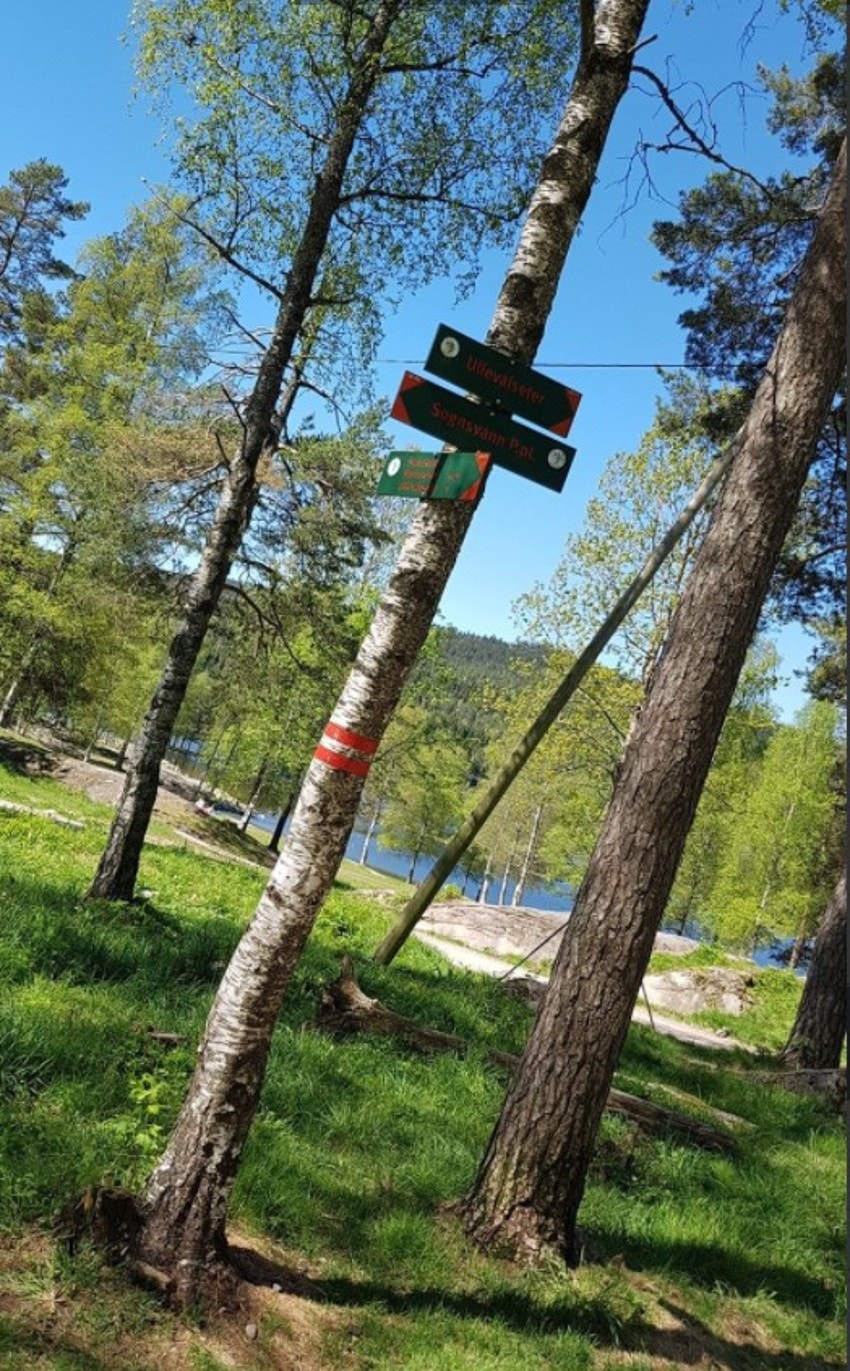 Sognsvann er et yndet utgangspunkt for turer i skogen. Galleribilde
