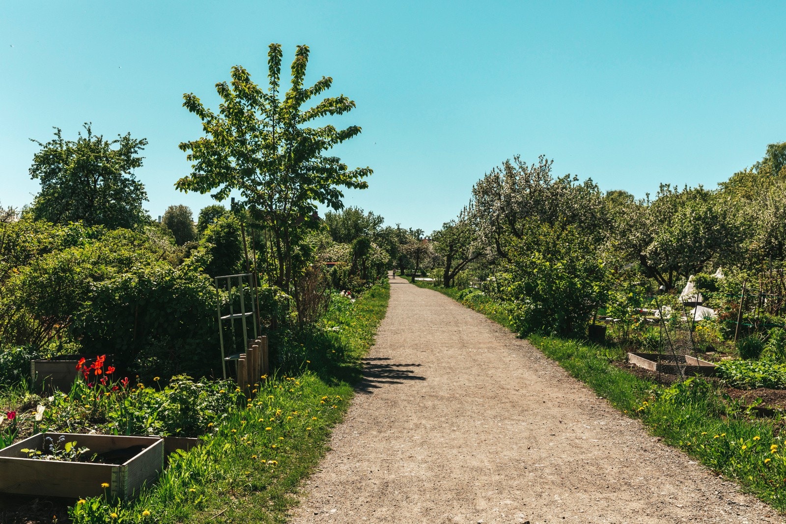 Geitmyra, som ligger et lite steinkast unna, er Norges største eksisterende skolehage og utgjør med sine 42 dekar en fantastisk oase midt i byen. Galleribilde