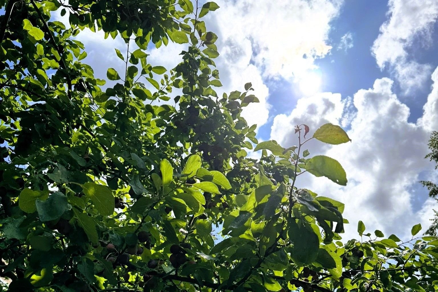 Nydelige plommer i bakgården. Borettslaget har en herlig bakgård med sittegrupper. Galleribilde