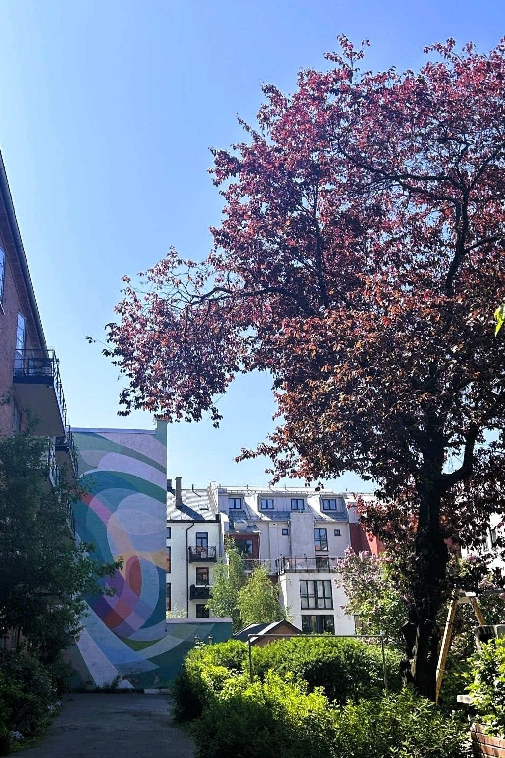 Flott beplantning i bakgården på sommerstid Galleribilde