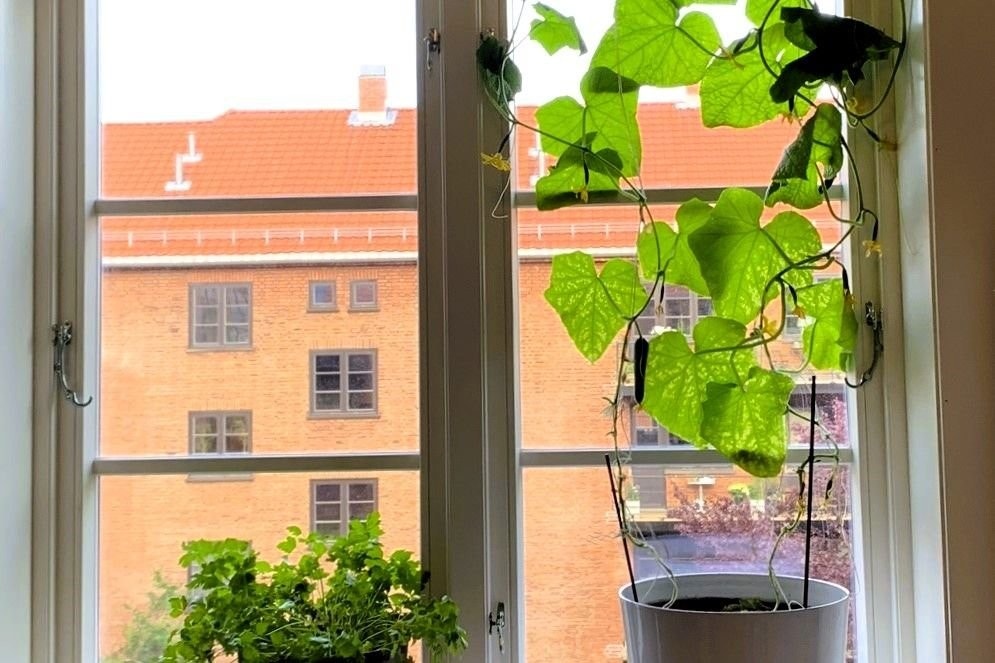 Agurkplanter trives godt i kjøkkenvinduet! Galleribilde