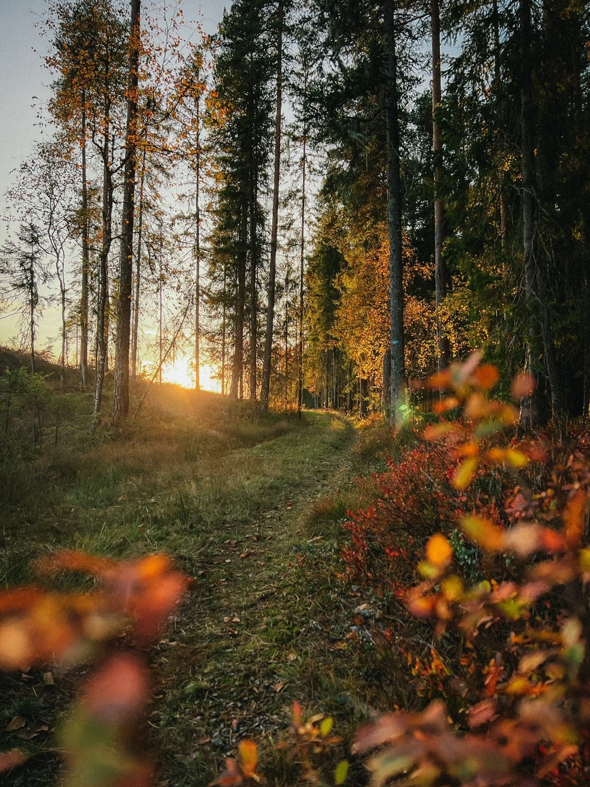 Fra eiendommen kan du gå ut til flere turstier mot Hvamsetra. Langs i Hvamsåsen finner du fine turstier og flere gapahuker. Galleribilde