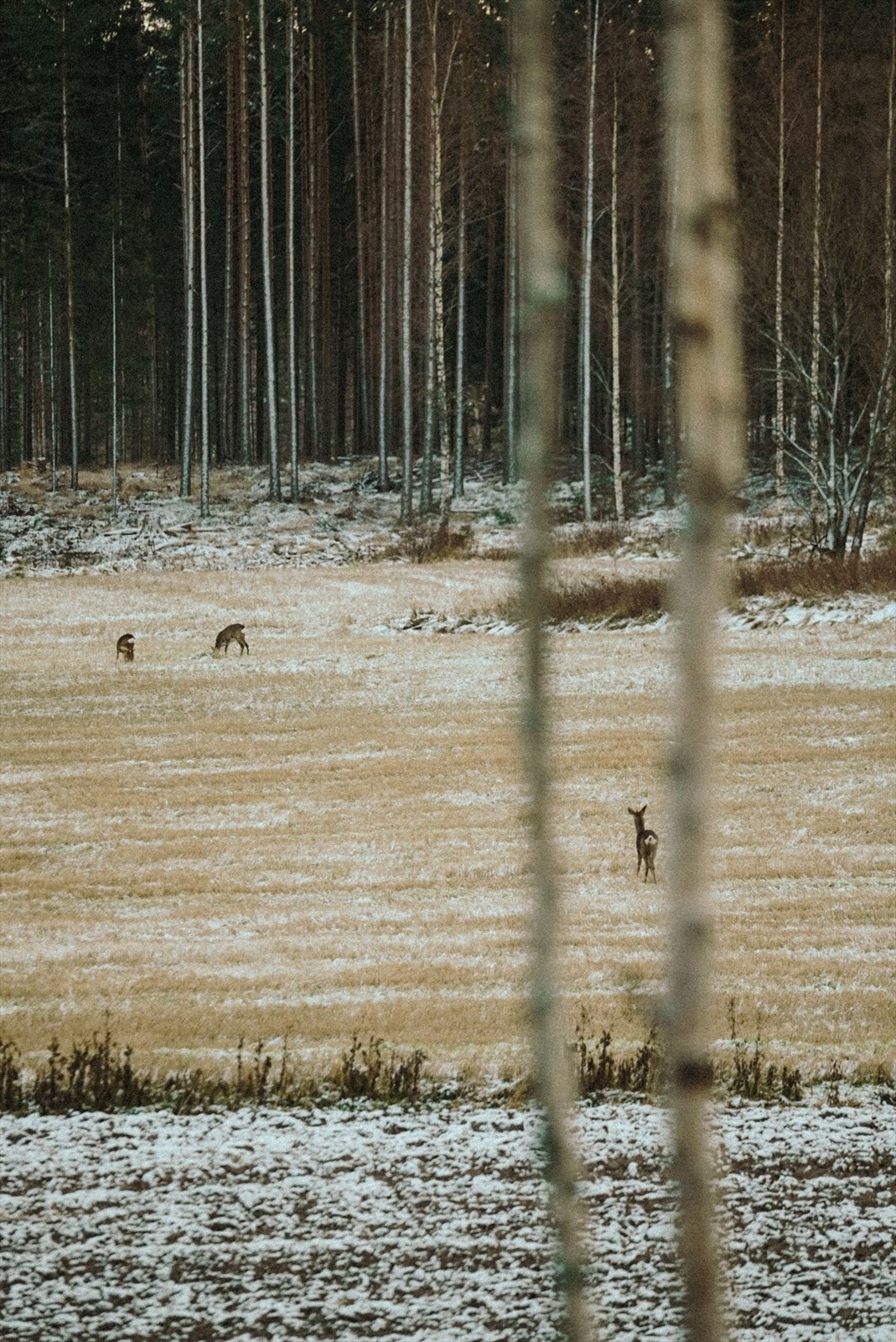 Rikt naturliv på jordet og i skogen, rett utenfor eiendommen. Galleribilde