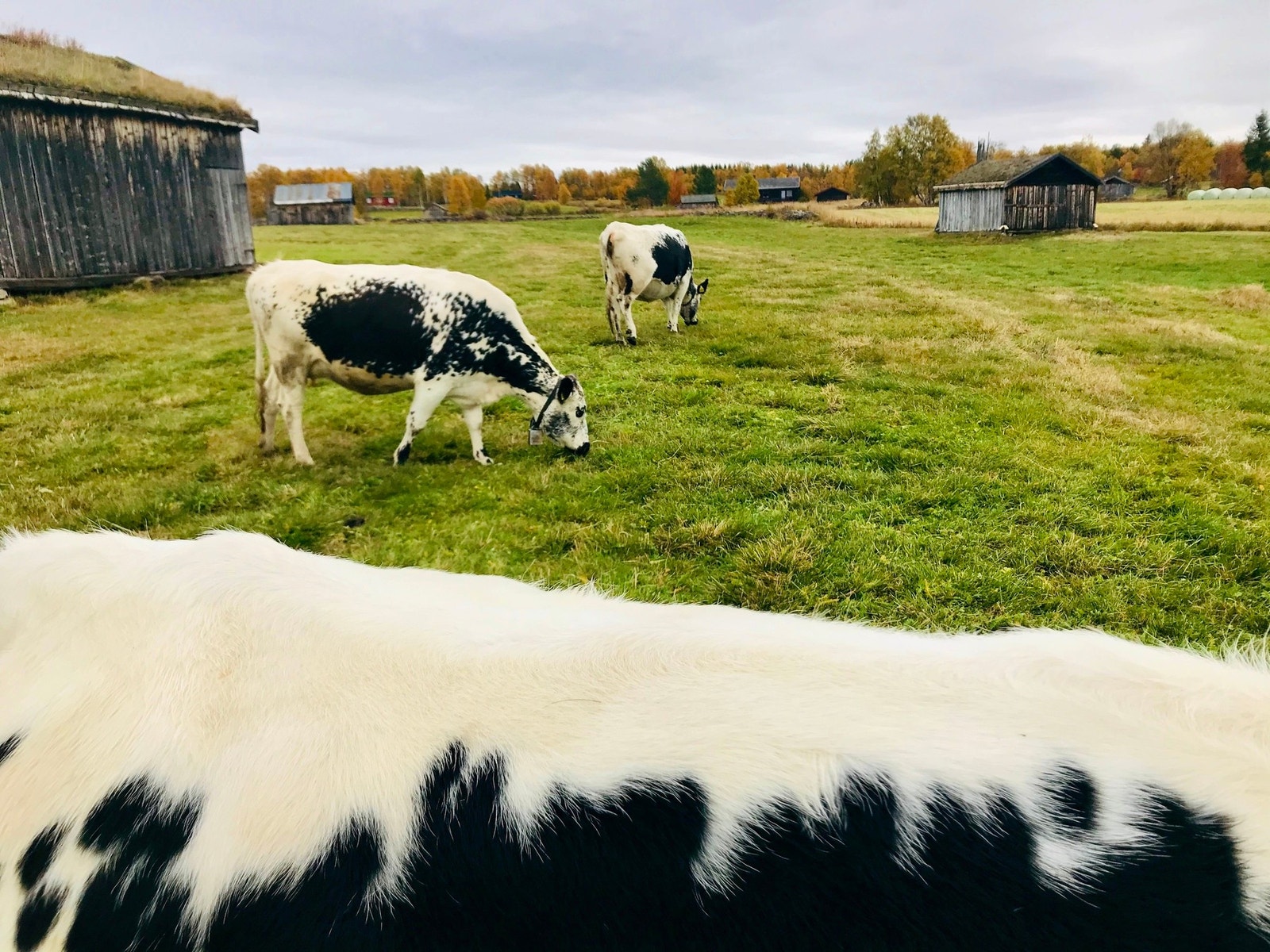 Selgers bilde - Røroskua som beiter like i nærheten ved slegghaugene. Galleribilde