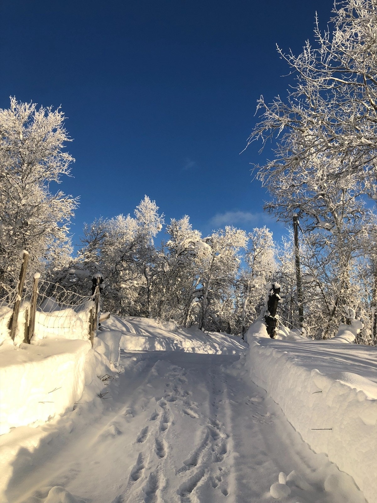 Innkjørsel vinter Galleribilde