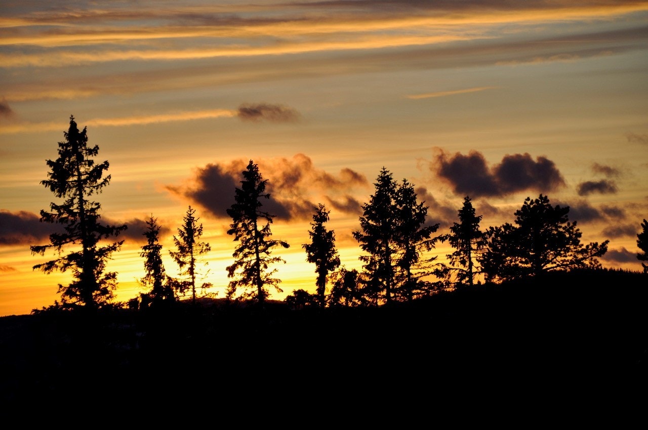 Selgers bilde Galleribilde