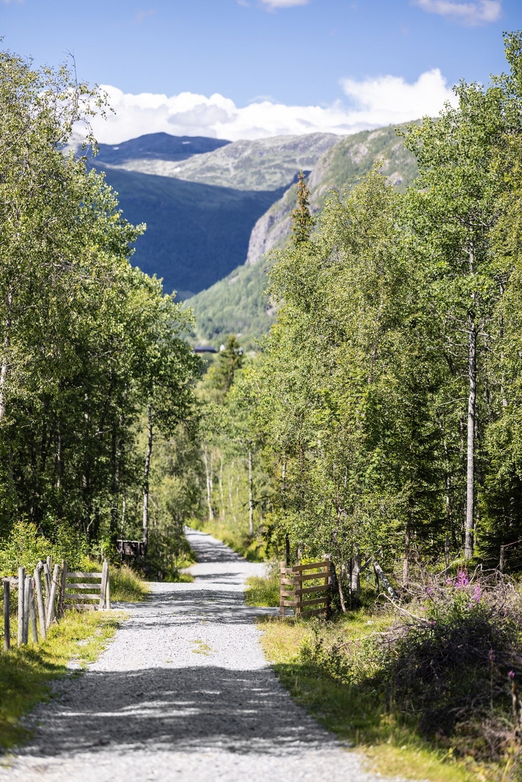 Privat vei til eiendommen. Galleribilde