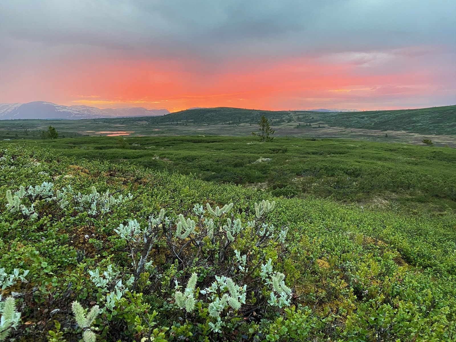 Vakre omgivelser på Golsfjellet. Galleribilde
