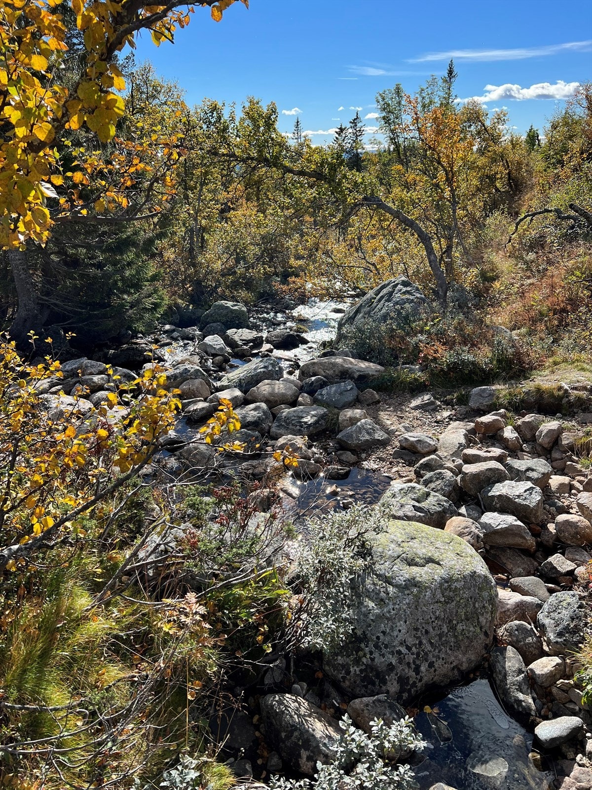 Nærområdet. Galleribilde